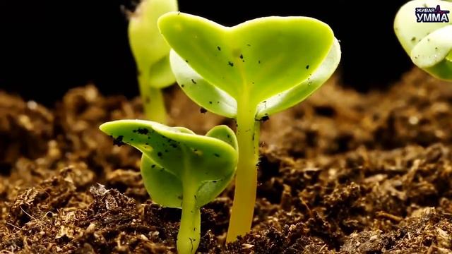 Миф 12: Мусульманину достаточно верить в сердце смотреть онлайн