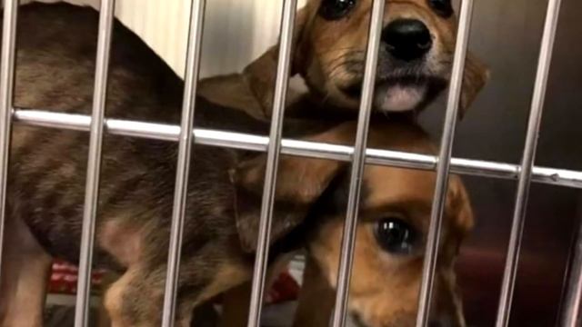 Семья нашла в лесу коробку с надписью: «Пристрелить». Содержимое ошарашило... смотреть онлайн