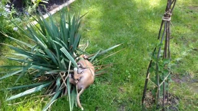 Dufte und die Yucca смотреть онлайн