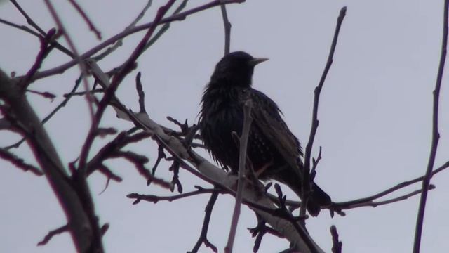 Птичка ,дача, весна 2013 смотреть онлайн