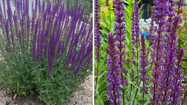 Посадите лучшие быстрорастущие цветы в саду. Эти цветы украсят забор и клумбы смотреть онлайн