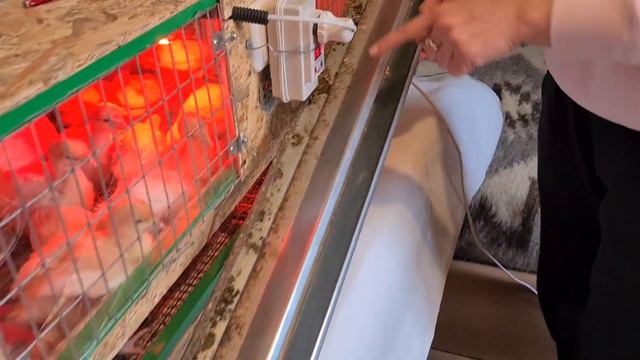 Огляд брудера, яиий я використовую для індичат Біг6. смотреть онлайн