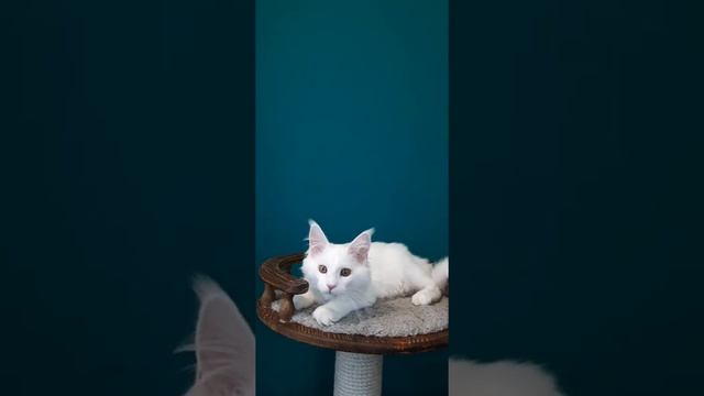 Белый котенок мейн куна смотреть онлайн
