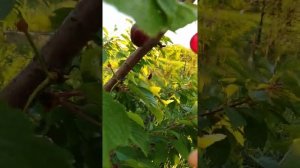 Черешня   "Регина"