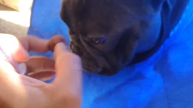 How to Give French Bulldog his Medication! RE-UPLOAD смотреть онлайн