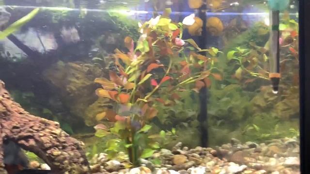 БАКОПА КАРОЛИНСКАЯ | АКВАРИУМНЫЕ РАСТЕНИЯ | СНОВА НОВИНКА смотреть онлайн