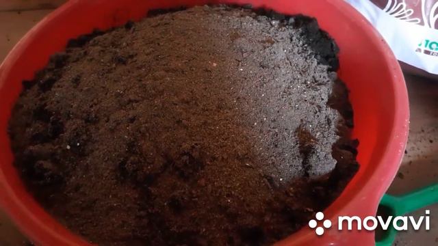 Спасаем рассаду от чёрной ножки.Пикируем томаты с маленьким количеством земли. смотреть онлайн