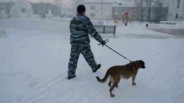 Кинолог в Заозерном.mp4 смотреть онлайн