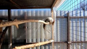 Белки  Содержание, Питание, Разведение