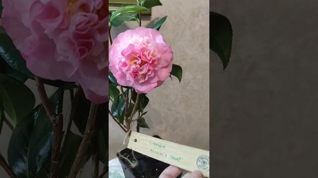 Камелія Camellia Nuccio's Jewel смотреть онлайн