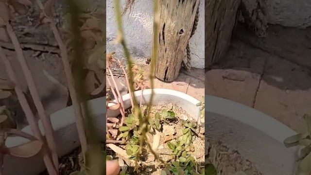 shatavari jadi best medicinal plant #viralshort #gardeningvideos #gardening смотреть онлайн