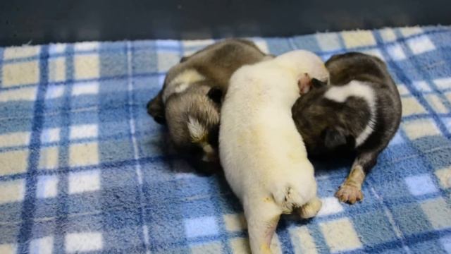 BULLCANES English Bulldog Breeder - French Bulldog.MOV смотреть онлайн