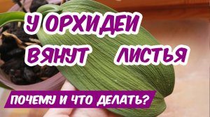 У ОРХИДЕИ ВЯНУТ ЛИСТЬЯ - почему и что делать? Причина вялых листьев у Орхидеи Фаленопсис