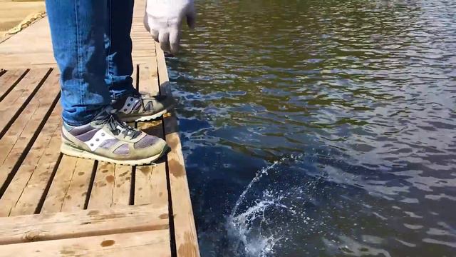 Осетры улыбаются, линь танцует, а сом крадётся к водоёму! смотреть онлайн