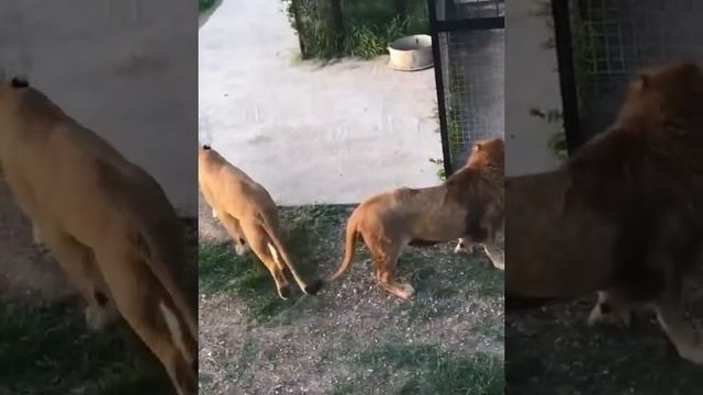 ❤️Лев Малыш. Нападение на львицу... смотреть онлайн
