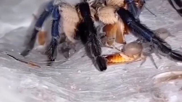 ПАУЧИХА КОРМИТ СВОЁ ПОТОМСТВО .