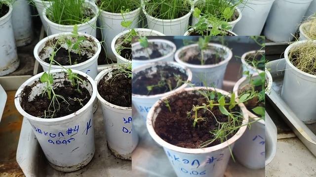 Глифосат - отвечаю на вопросы, уничтожаю вьюнок смотреть онлайн