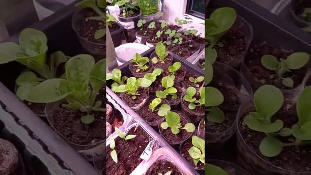 Не повторяйте мои ошибки.Ранняя рассада петуньи смотреть онлайн