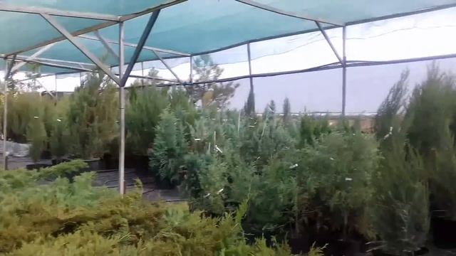 Поездка в питомник растений, цены и ассортимент. Поселок где мы живем. смотреть онлайн