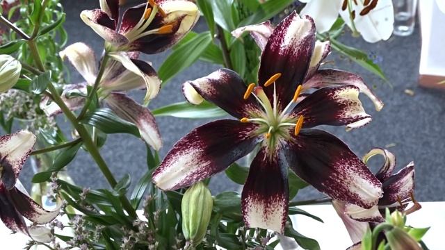 Lilium ´Stracciatella Event´