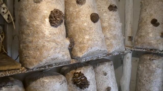 Выращивание Грибов Вешенка. Сколько вносить Мицелия в Грибной блок. Субстрат солома. смотреть онлайн