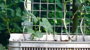 Прививка огурца на тыкву,Огурец+Тыква.Огурцы.Тыква.