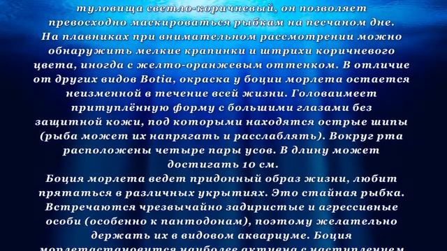 Аквариумная рыбка Боция Морлета смотреть онлайн