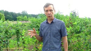 Ирга канадская ольхолистная