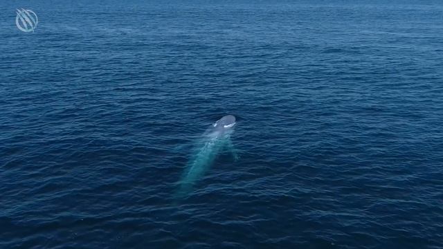 BLUE WHALE ─ The Ocean's Mighty Ruler смотреть онлайн