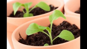 Почему петуния скручивает лист.