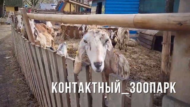 Краснодарский сафари-парк , зоопарк, находится на солнечном острове ? Краснодар апрель 2021 года. смотреть онлайн