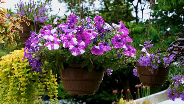Petunias FLOWER FULL HD VIDEO FREE TO USE BY  PIXA BAY