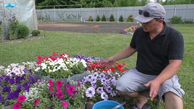 Подкормите свою петунию на клумбе!- Не мучайте растения!!! смотреть онлайн