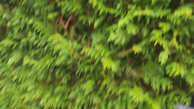 Утро туманное. Много паутины. смотреть онлайн