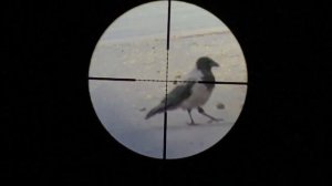 Охота на Баклана и  Ворону с PCP. Crow Hunting 2022  Кроухантинг. Июнь ч.1 Горбатая ворона