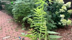 Рябинник. Красивый и Неприхотливый Кустарник для Сада #чтопосадить #уход