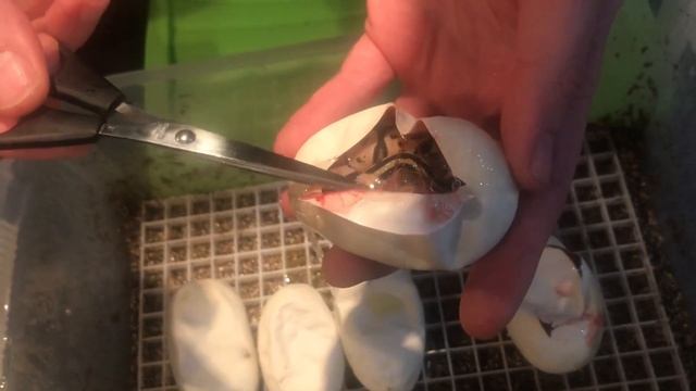 2019 ball python egg cutting. Pastel GHI X Pastel clown смотреть онлайн