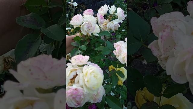 Роза Голден Бордер! Чудо роза! ?