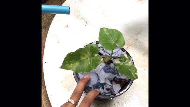 Alocasia Okinawa Silver X Alocasia Gigantea Aurea Variegated