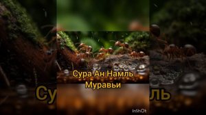 Сура Ан Намль.Муравьи.#❤️# Чтецы Билал Дарбали и Мухаммад Дибиров.