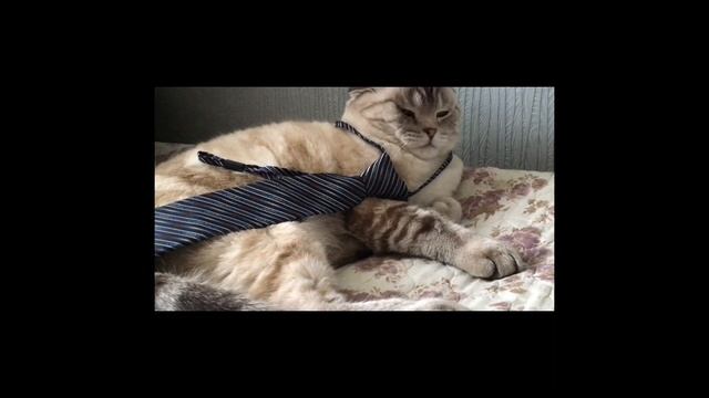 ДВОРЕЦ КОТА ПЕРСИКА.ИСТОРИЯ САМОГО ВКУСНОГО КОРМА