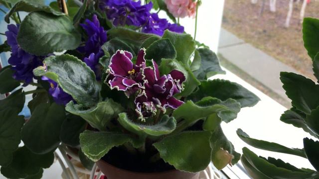 Домашний этюд смотреть онлайн