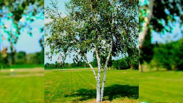 ЮЛИЯ ДРУНИНА "" Я ЕЩЕ , РЕБЯТА , НЕ ЖИЛА..."" смотреть онлайн