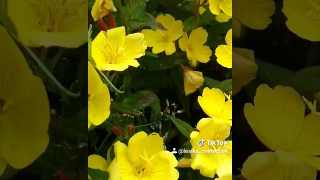 Ослинник цветение