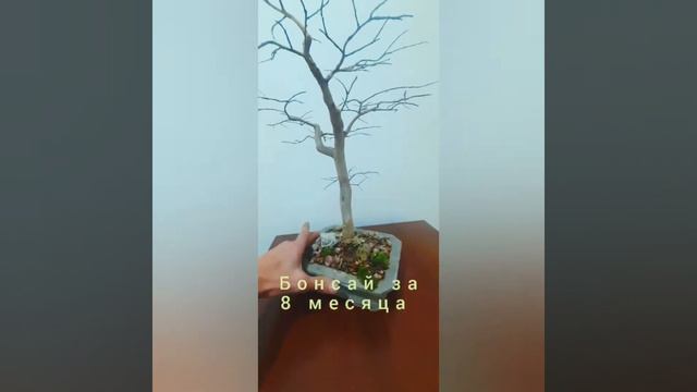Команда бонсайистов Узбекистана смотреть онлайн