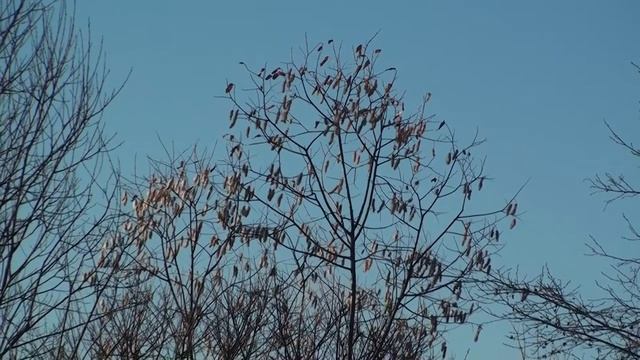 Прогулка в осеннем лесу смотреть онлайн