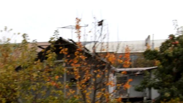 Безкружные голуби смотреть онлайн