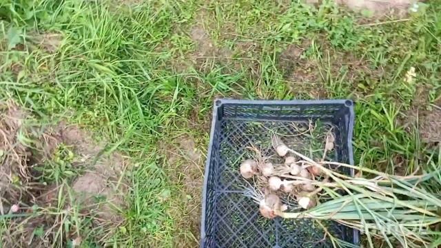 ЯРОСЛАВЛЬ ДЕРЕВЕНСКИЕ БУДНИ ТЁПЛЫЕ ГРЯДКИ КАК ДЕЛАТЬ ПЕРЕЕЗД ИЗ ГОРОДА В ДЕРЕВНЮ смотреть онлайн