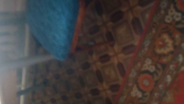 как я следил за котом и мы начали играть в прятки смотреть онлайн