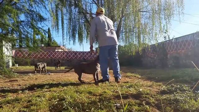 My Pit bulls смотреть онлайн